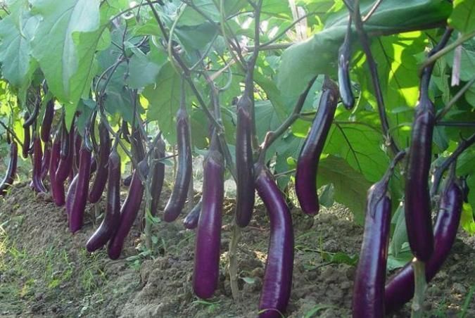 减肥瘦身|常吃茄子好处多,但却不能乱吃,茄子的1大禁忌,还有人不了解