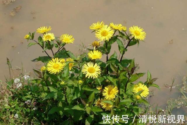 野菜|农村河边的小黄花,药用价值很不错,如今一斤二十元钱,记得摘