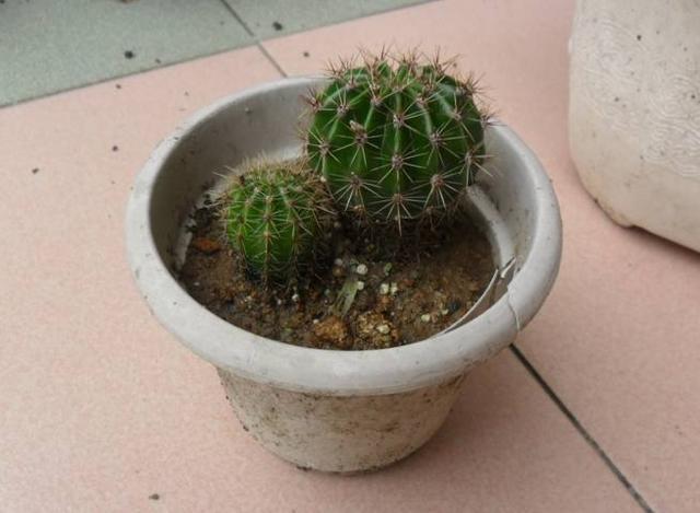 再穷也要养的6种花，穷不要紧，全家福气满满，健康才是重要的！