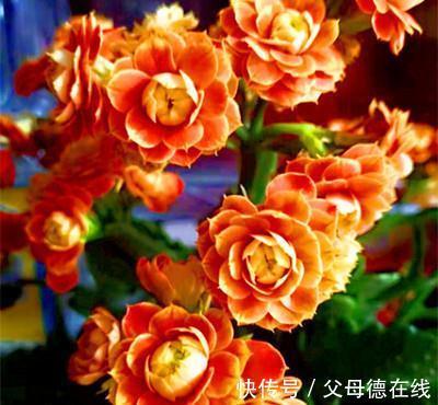 养花,酵母粉能增加土壤中的养分,使花长得更茂盛