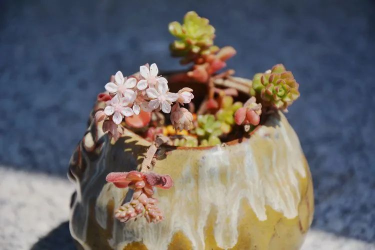 面朝大海的多肉们,在四季变迁中生生不息!