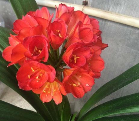 养君子兰不能“惯着来”，一个袋子套头上，花朵变成“大红球”