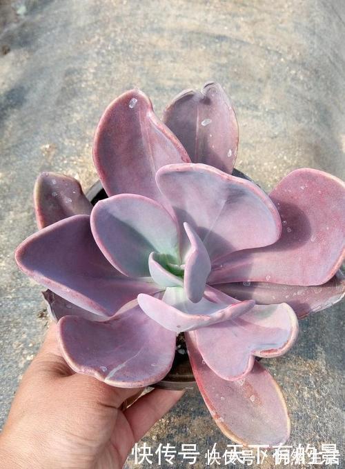 20款高贵梦幻紫色多肉,养一盆“紫气东来”,总有一款是你喜欢的