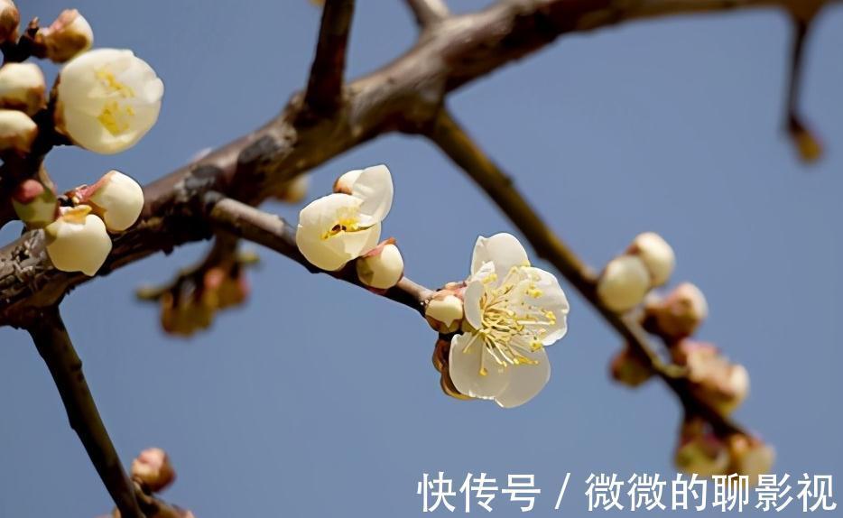 植物|植物三类花香，治愈不同的你我