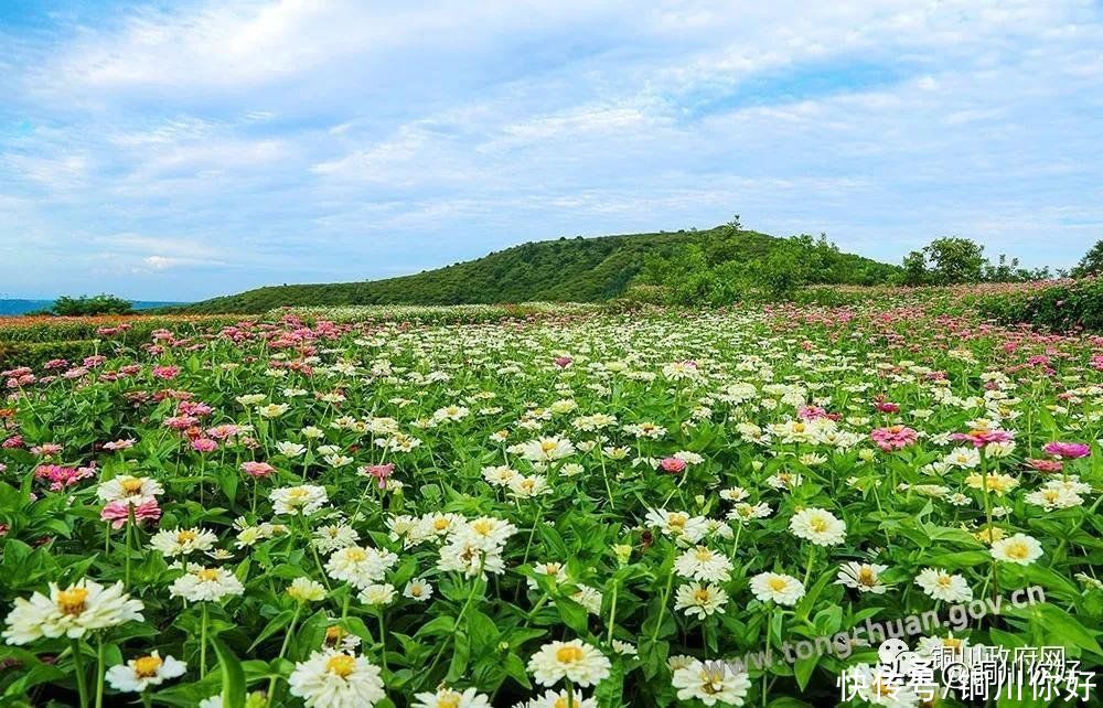 百日菊|八月宜君，百日菊开满了山岗