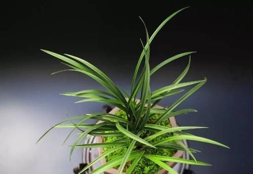 你觉得兰花怎么样？