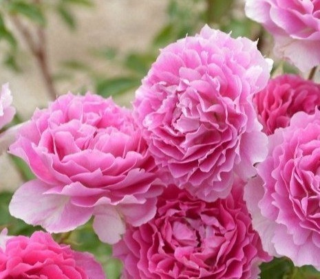 金丝雀|最适合养在阳台的花卉!花期长花量大!仙气十足,香味飘满室!