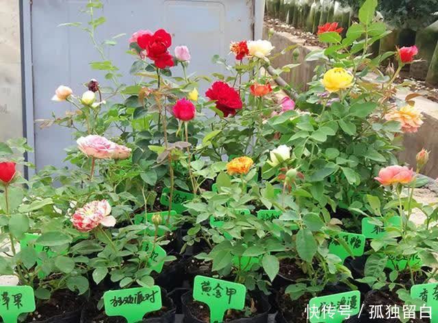 病弱苗|月季新苗、病弱苗这样养护,很快恢复生长,开花又香又多