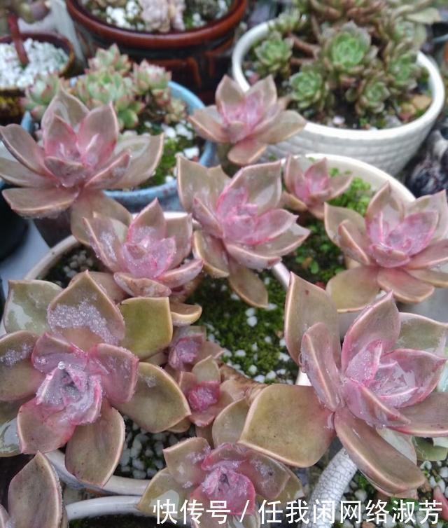 养多肉,不讲究,风风雨雨,依然安好