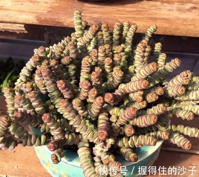 养护|12款多肉天生就爱凑热闹,爆盆群生是强项,花友:养起来真过瘾