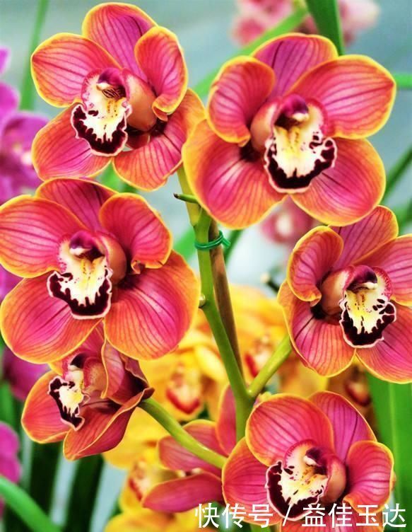 兰花如何养护，注意掌握正确的光照，比施肥更重要