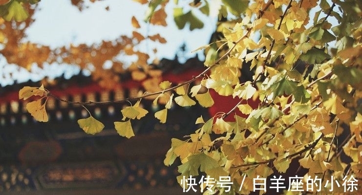 黄叶|15首古诗词,写尽秋叶的静美,让人大开眼界