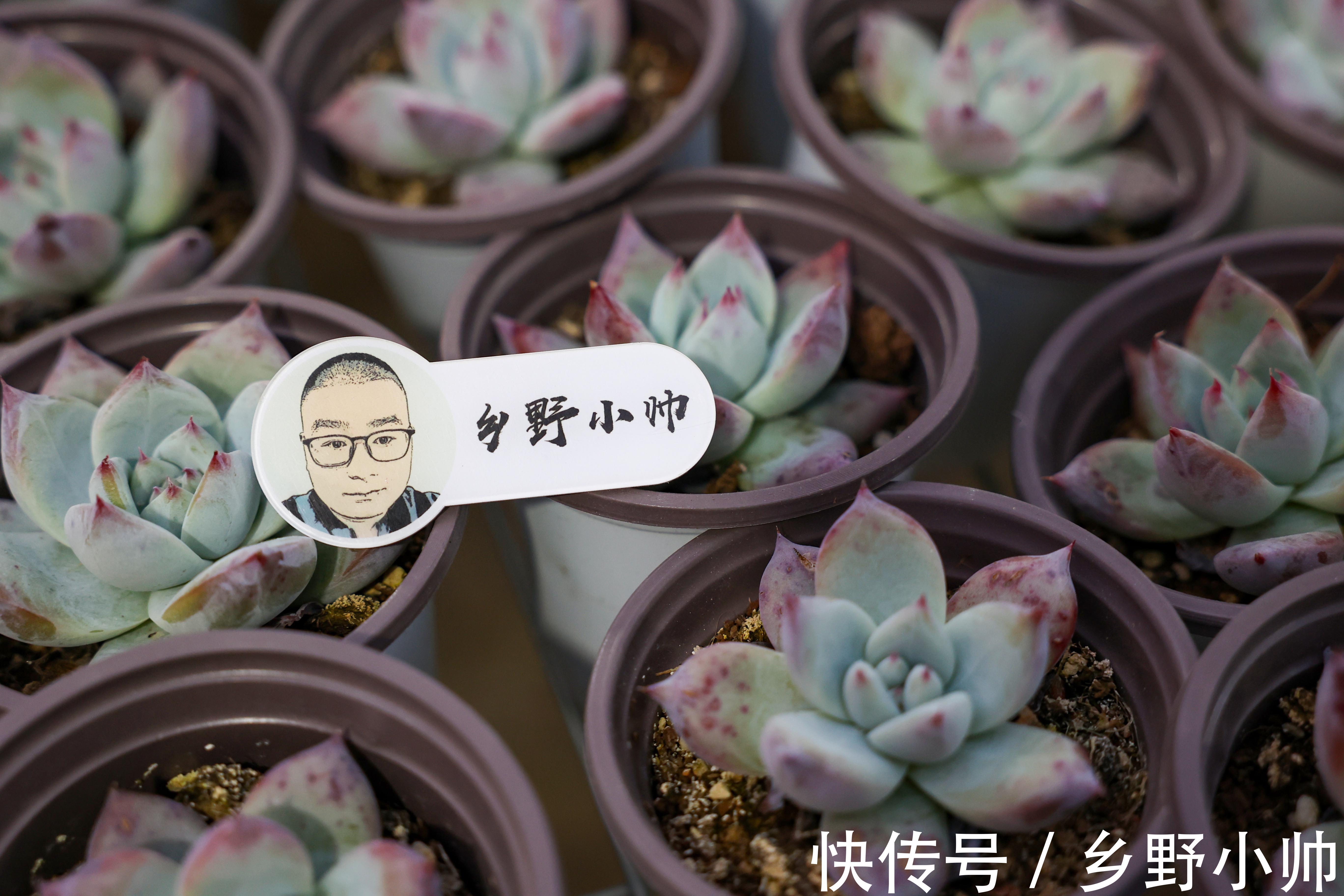 秋季不断更,小帅介绍两款高颜值多肉,惊喜多多