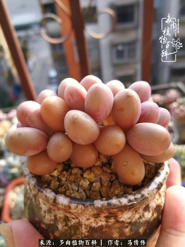 养多肉如同种下希望,因为美丽总在下一个季节!