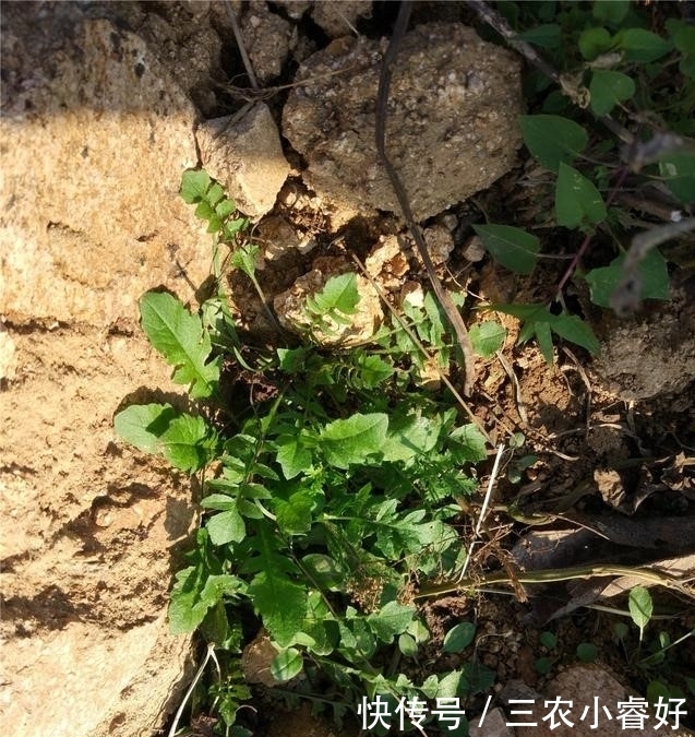 农村荠菜正鲜美,可荠菜长啥样知道吗?