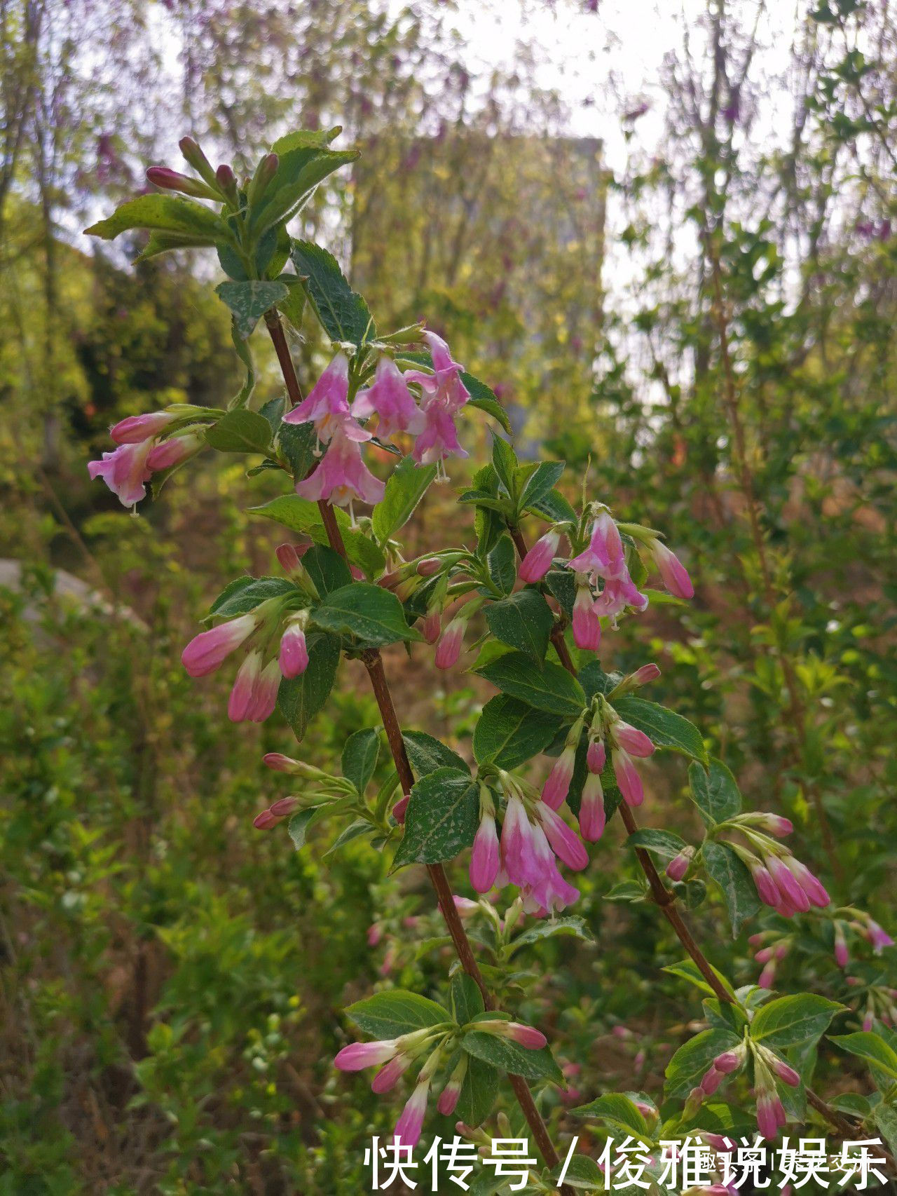 极其耐寒的锦带花,在东北和西北寒冷的地方能养很好,花开特旺盛