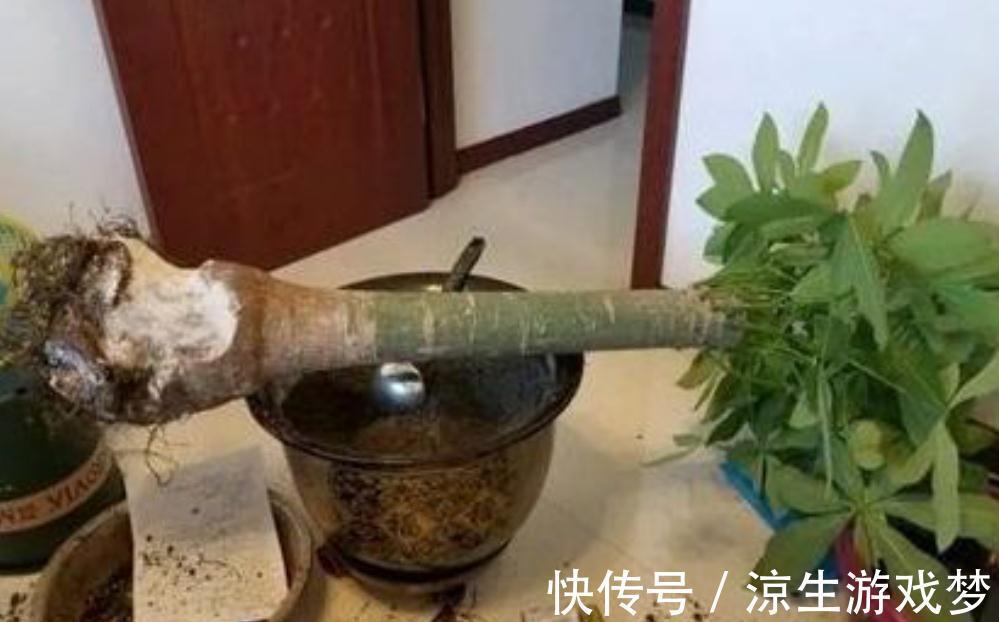 三种花浇水过多烂根了怎么办,这样养,新根早萌发,恢复长势快