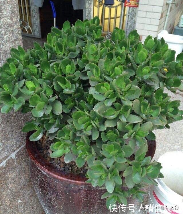 小技巧|学会3个扦插小技巧,不花钱就能养花,生根发芽快,呼呼长满盆!