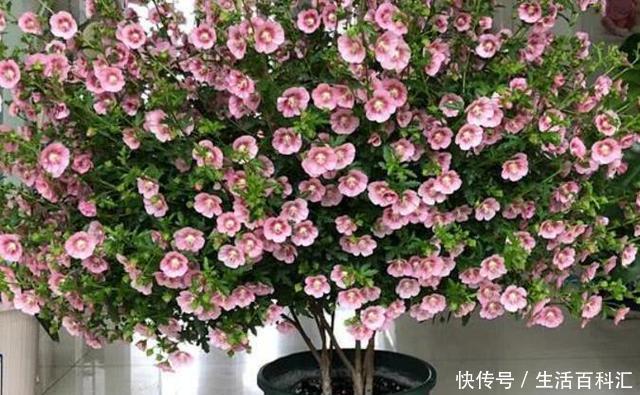 棒棒糖形状的小木槿养成,别看它瘦瘦的,注意养护开花真的很简单