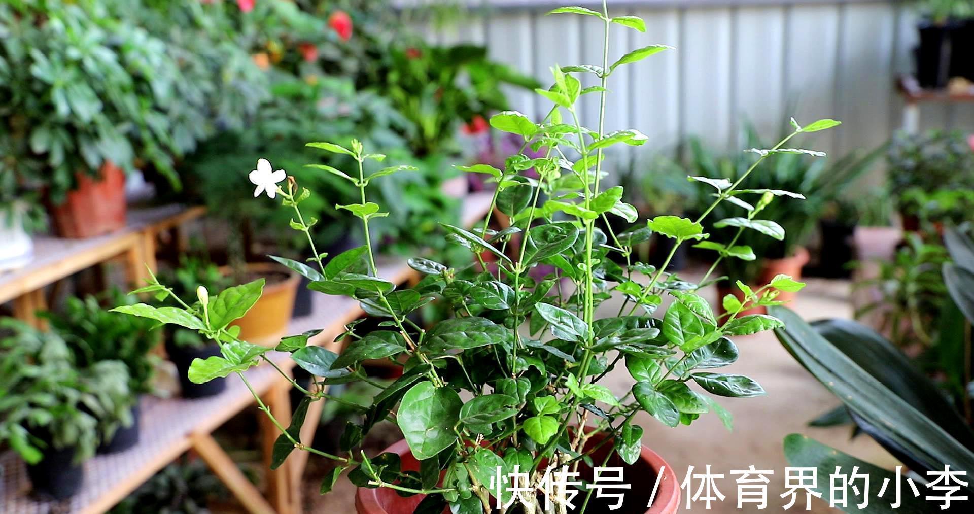 茉莉秋冬盆栽该注意什么？落实好这6点，低温环境不用担心