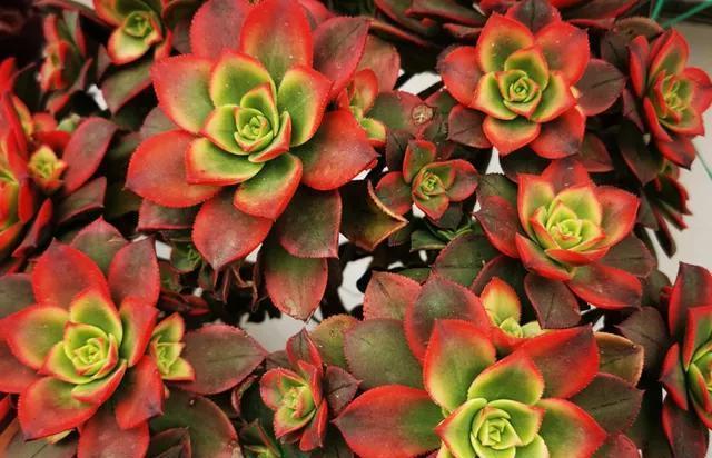 烂根多肉不要扔,处理一下,还能活,照样长出好状态