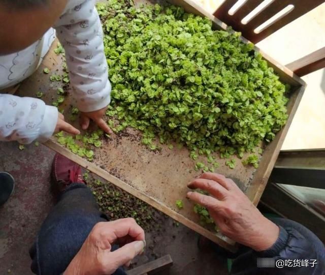 春天唯一不含“草酸”的野菜，钙是菠菜3倍，花期短，现在正当季