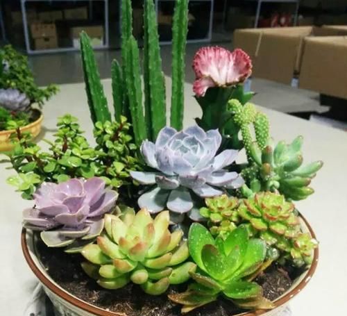 最厉害的养花营养液：给多肉植物喝一勺，新叶呼呼长，不比花肥差