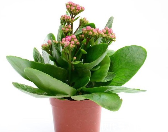 冬天最适合养以下几种花,好养又易爆盆,零下的温度也冻不死