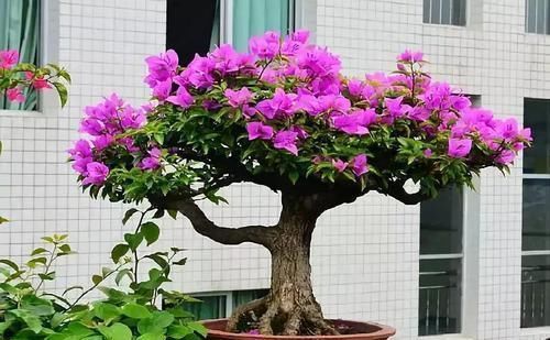 新芽|给三角梅换盆,选对时间,10天冒新芽,年年有花赏