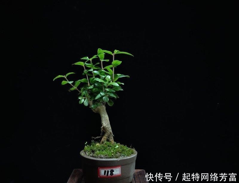 盆友们|这6款盆景,一款比一款有品位,“养不死”还净化空气