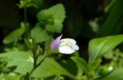 通泉草|农村一种草，看起来不起眼，价值却好珍贵，治烫伤效果极好