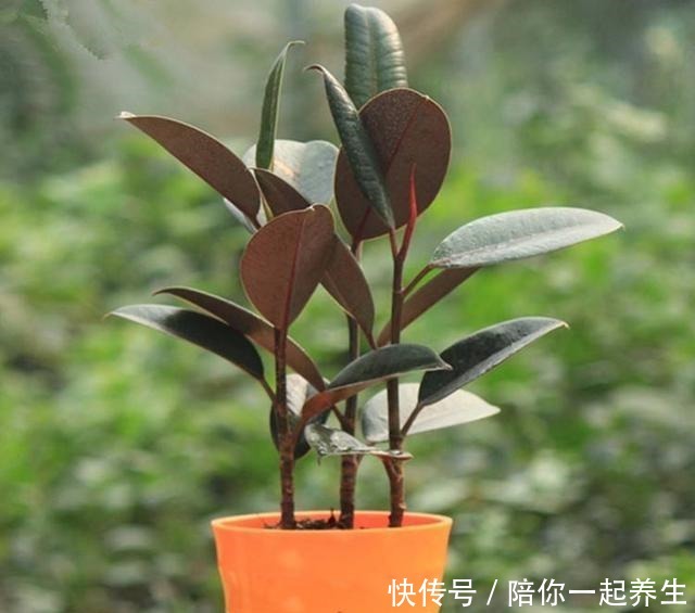 橡皮树长得那么慢,叶片开始没光泽,它爱吃的“零食”你喂了吗!