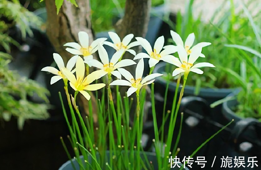 这种花似兰非兰,喜欢淋雨后开花,皮实好养易爆盆,开花多