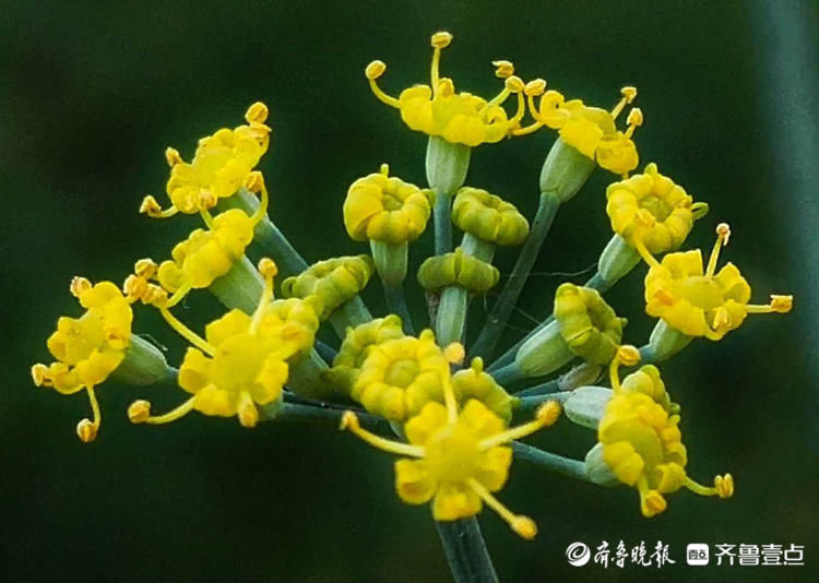 小巧|花开齐鲁精细小巧!临沂郯城烂漫盛开的茴香花,你认识吗?