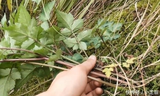 中年|山林里遇到这种植物，记得连根一起挖回家，用来煲汤非常美味