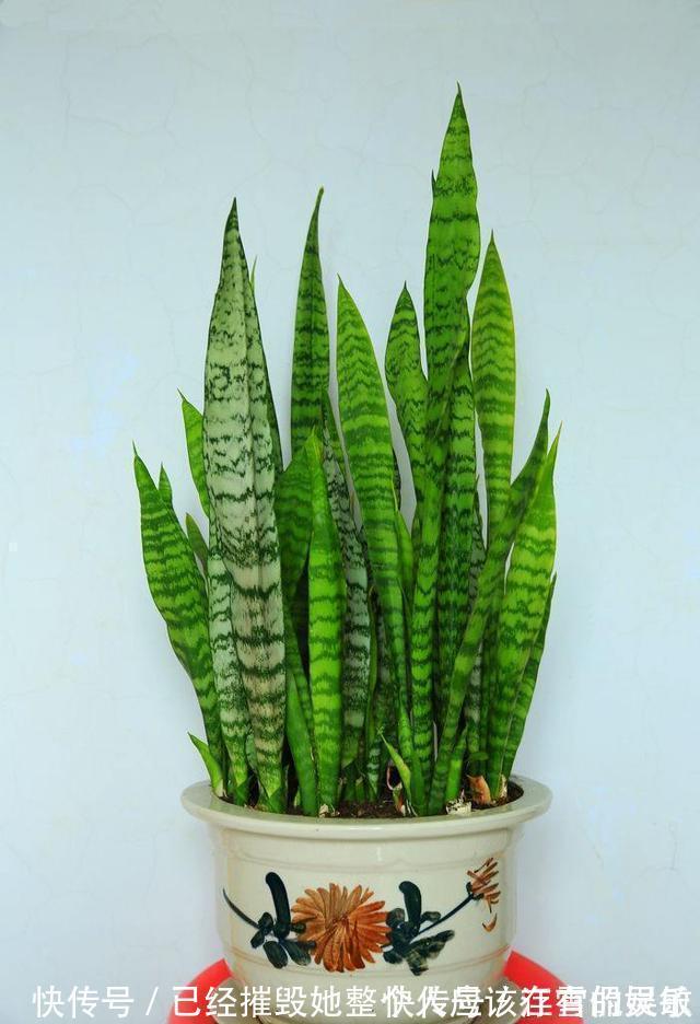 虎皮兰“长得慢”扒开土喂点“出芽肥”,新芽就像“竹笋”