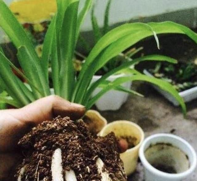 花友们|土壤有“虫卵”,3个“小步骤”做好,土壤变干净,花卉不烂根