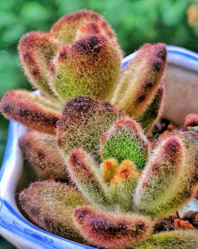 成长|与多肉一起走过的日子，见证多肉的成长过程！