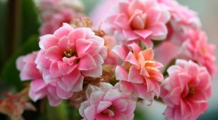 大花石竹大花石竹|夏天养此款花卉,春风吹开花旺,花色繁多易爆盆,娇艳欲滴