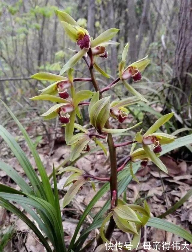 行走在兰花出没的山间峡谷,深度分析兰花的原生环境!