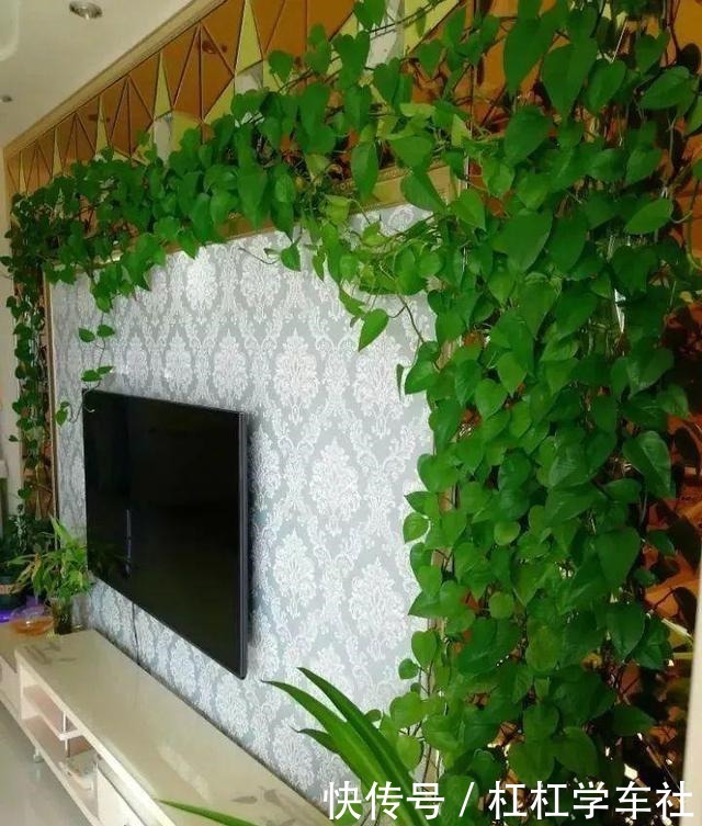 养绿萝“拉一拉”,长得满屋都是,4个方法一学就会!