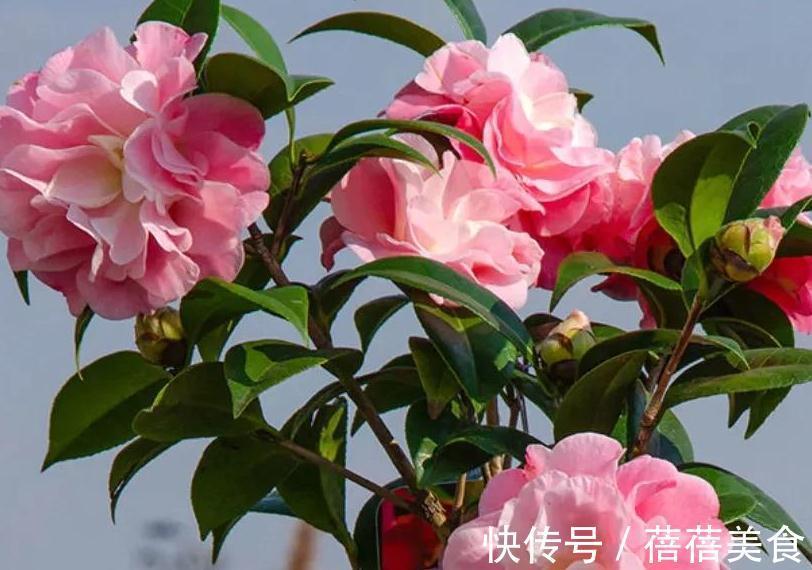 10大漂亮花,值得冬天养一盆,好养易开花,盆盆爆花