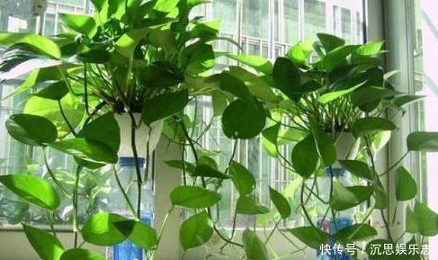 叶片|绿萝越养越小改3个毛病，一会“绿瀑布”，一会“绿萝墙”