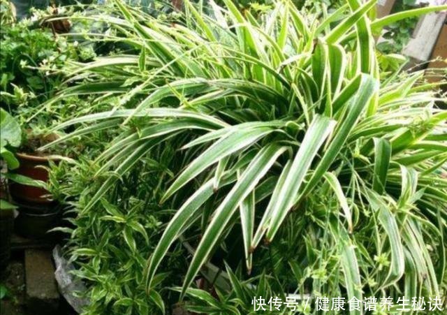 家里吊兰开花,是留还是剪,花友们这样做!