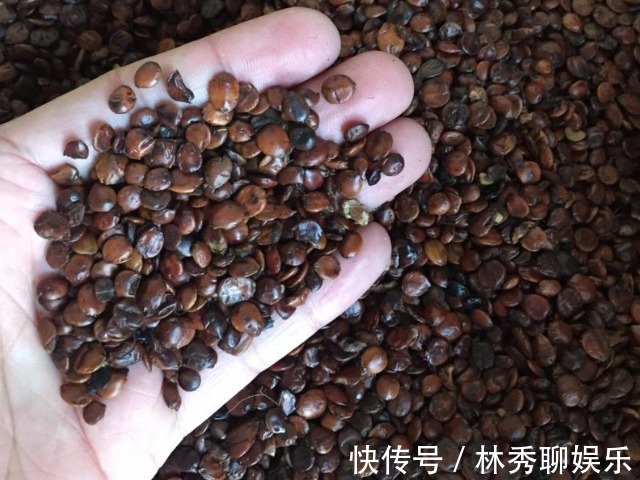 养血|晚上失眠多梦怎么办3碗简单还实用的安神汤教会你,养血还安神