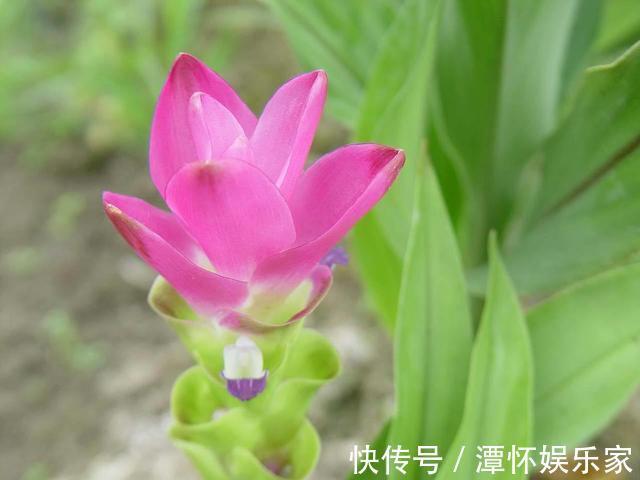 生在土里的荷花，开花一大朵，样子别致花期长，种一棵就赚了