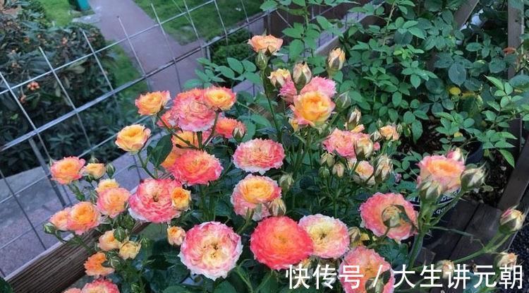 竹节秋海棠|超好养的木本植物，全年开花，观赏价值高，室内也能种，值得栽培