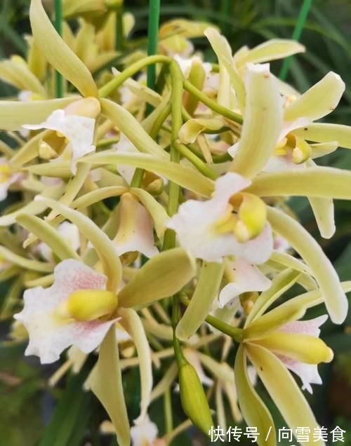 大花蕙兰养殖方法,秘诀不过4点,新手兰友可参考