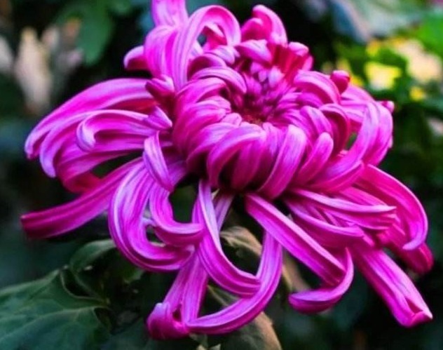 忘了翠菊!养盆“菊花贵族”,花大色艳胜牡丹,好养易活,开90天