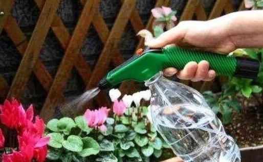 厉害|养花最厉害的营养液,原来是它,花用了叶片油亮猛长根